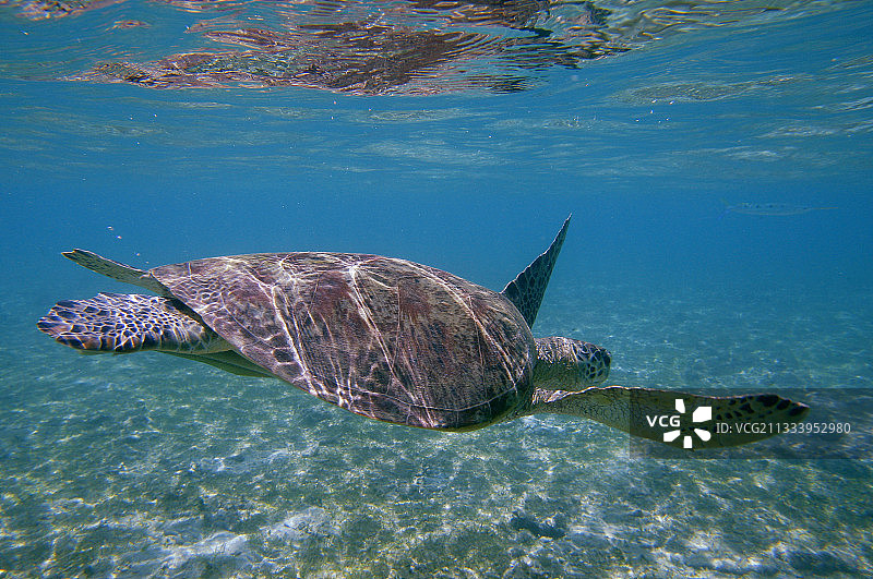 绿海龟游向马约特海底图片素材