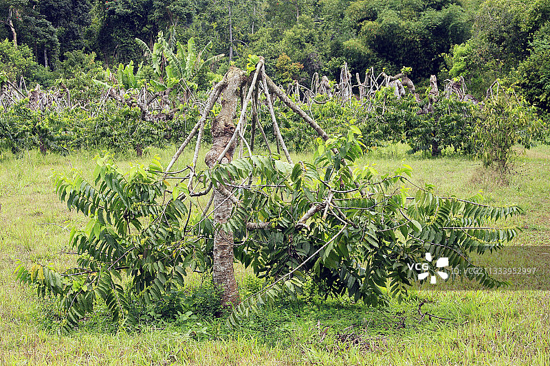 依兰依兰：马约特岛的产量规模图片素材