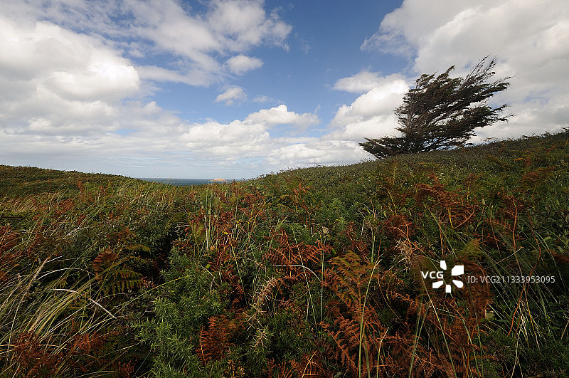 弗雷埃尔海岬的石楠和金雀花荒原图片素材
