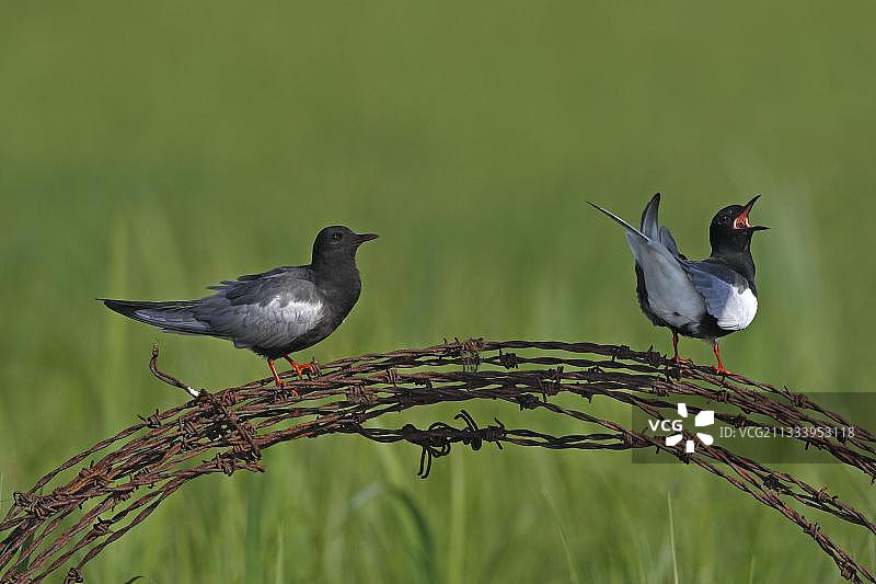 两只白翅浮鸥站在铁丝网图片素材