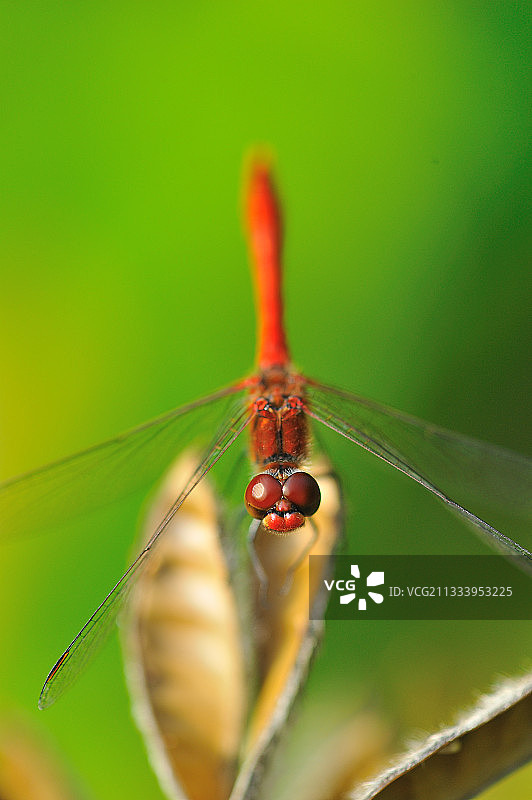 蜻蜓栖息在奥莱龙岛的干燥豆荚上图片素材