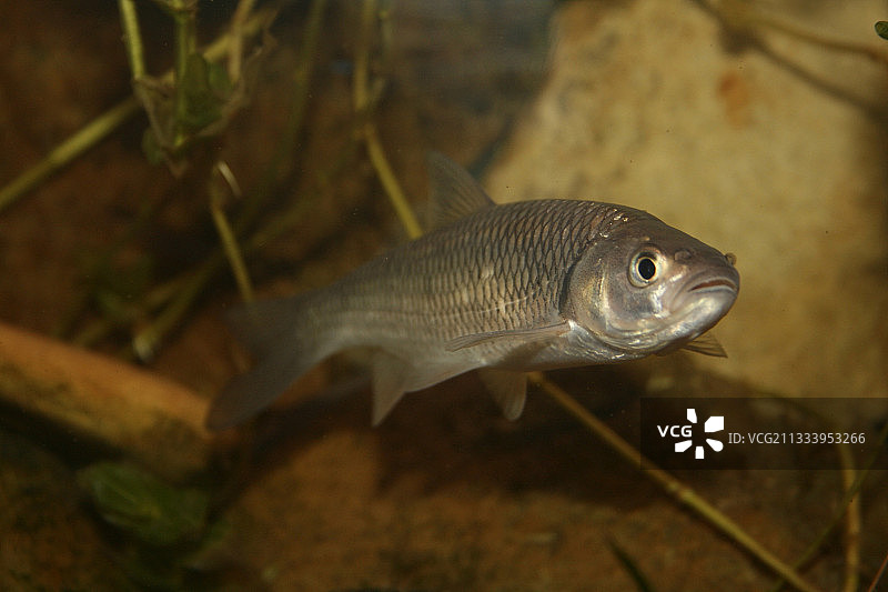 在法国河流底部附近游动的鱼图片素材