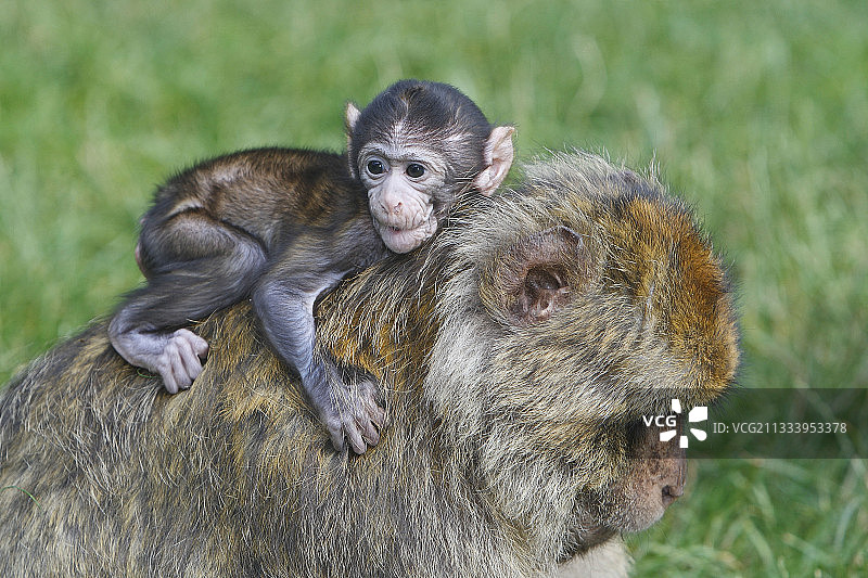 法国阿尔萨斯幼年巴巴利猕猴在成年猕猴背上图片素材