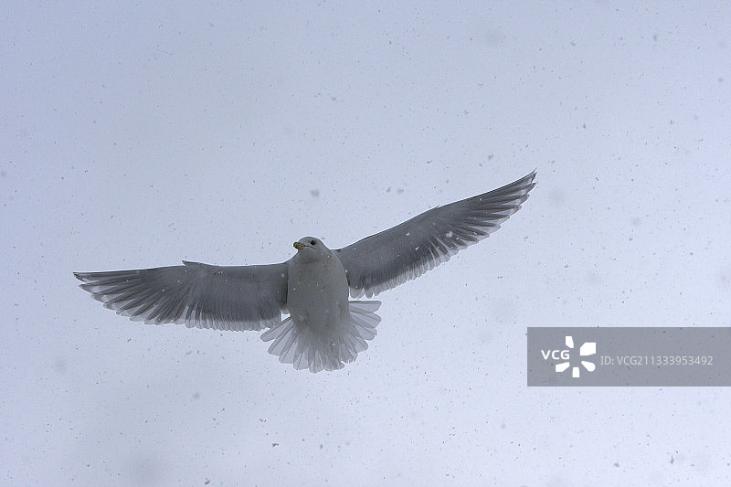灰翅鸥飞过阿拉斯加州基奈半岛图片素材