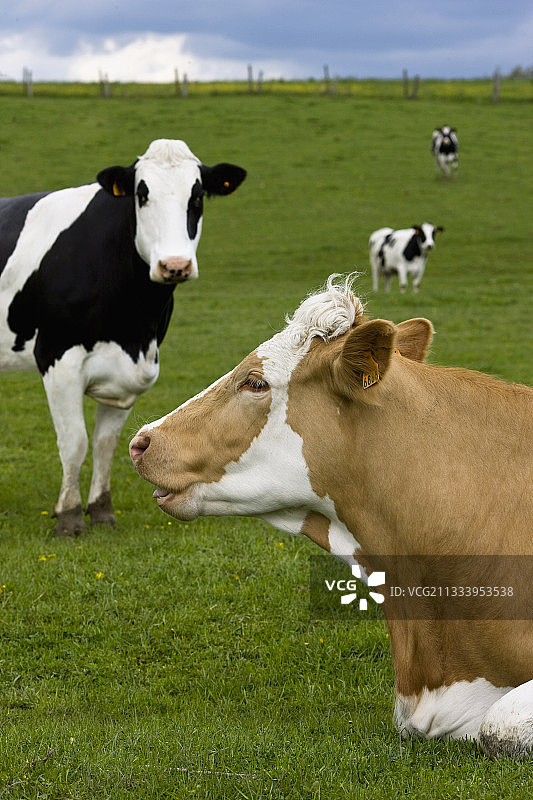 辛门塔尔牛和荷斯坦牛图片素材