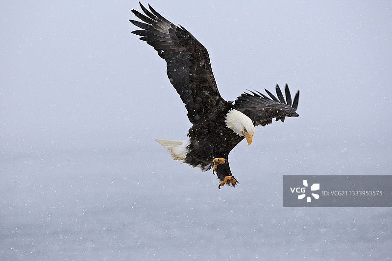 阿拉斯加基奈半岛飞翔的秃鹰图片素材