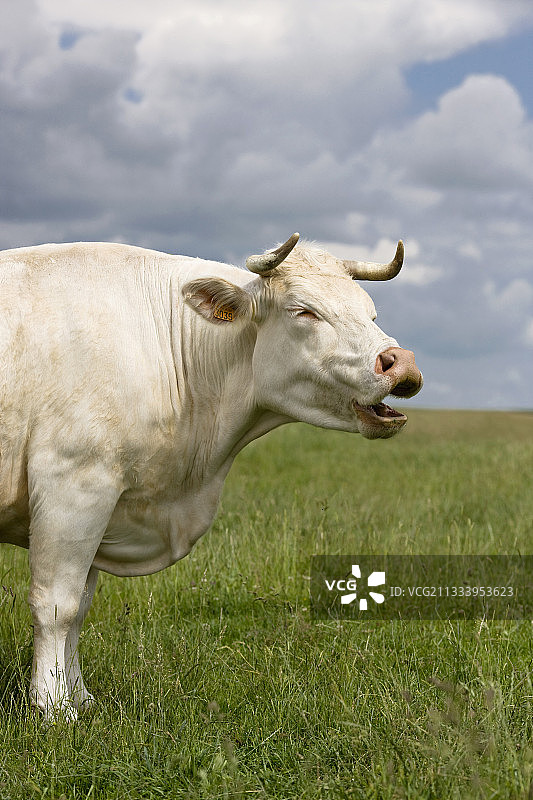 在草地上吼叫的夏洛莱牛图片素材