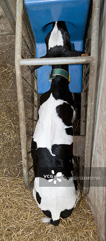 在自动牛奶机旁的荷斯坦小牛图片素材