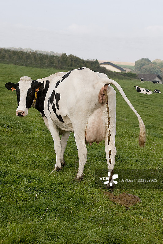 荷斯坦奶牛在草地上排便图片素材
