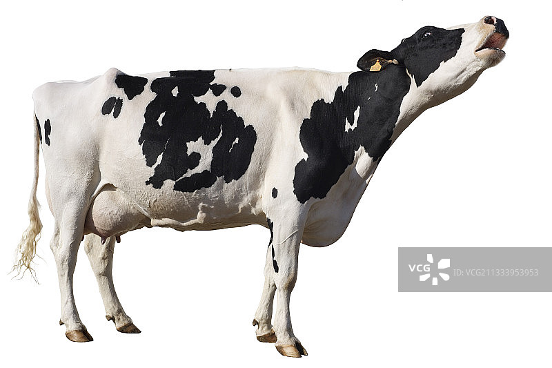 荷斯坦奶牛吼叫图片素材