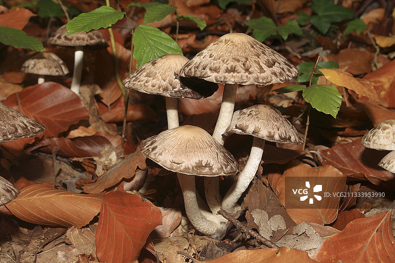 林中落叶间的蘑菇图片素材