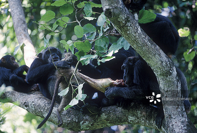 一群黑猩猩正在吃捕获的红疣猴图片素材