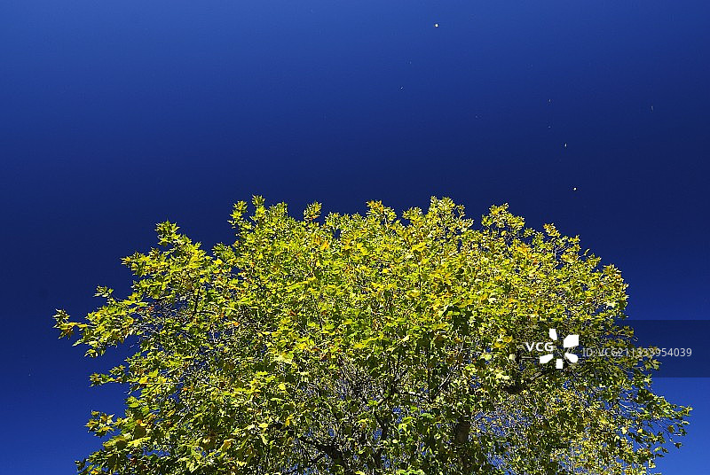 初秋时节的树木上部图片素材
