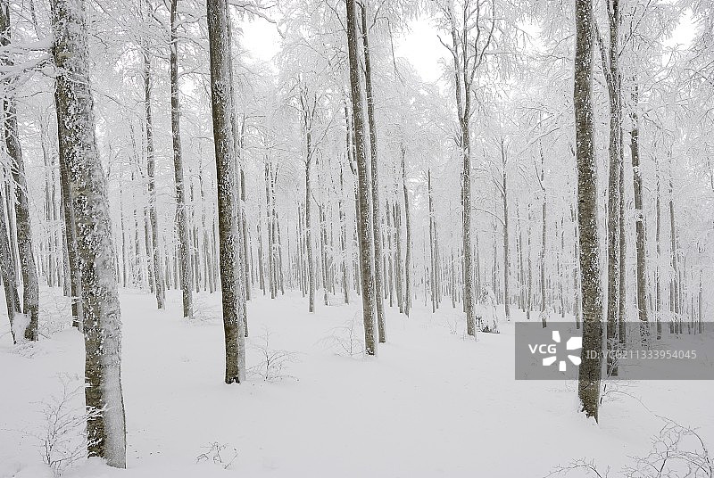 埃古阿尔山区的雪地和寒冷中的山毛榉森林图片素材