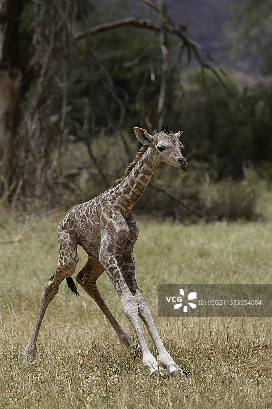 在肯尼亚稀树草原上站立的新生长颈鹿图片素材