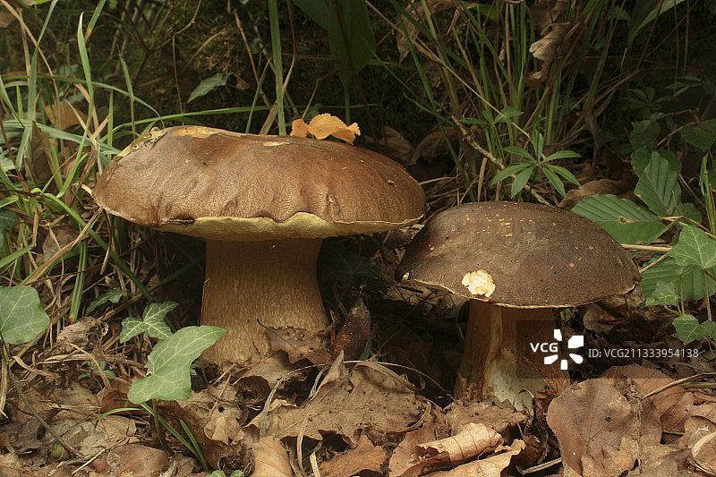 树林中枯叶上的牛肝菌图片素材
