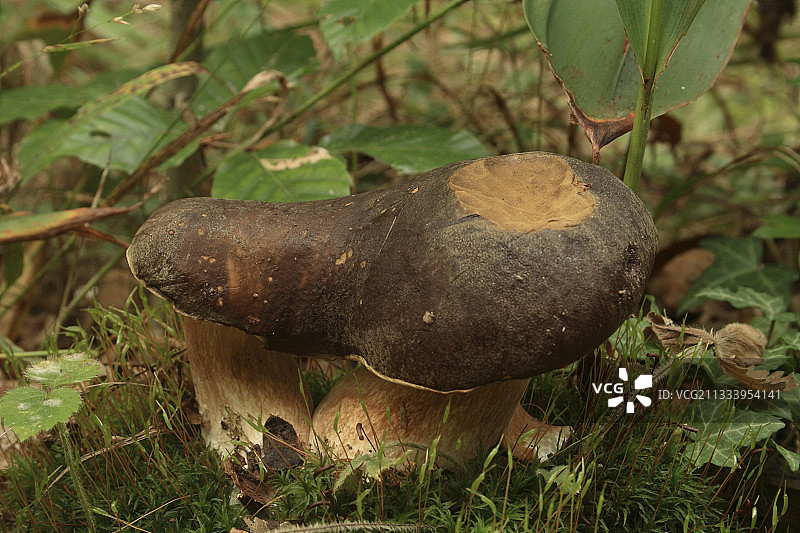 树林中合并的牛肝菌图片素材