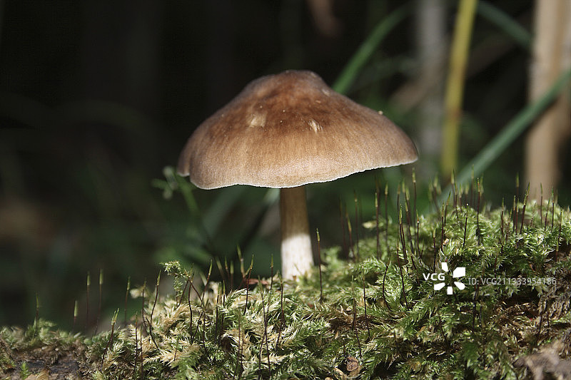 在枯木上生长的松口蘑图片素材