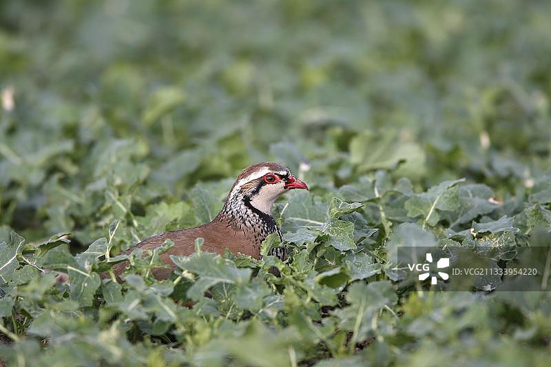 站在英国田野里的红腿石鸡图片素材