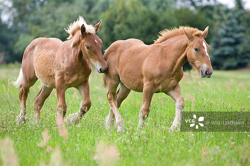 昂西赛姆上莱茵省草甸上的Comtois小马驹图片素材
