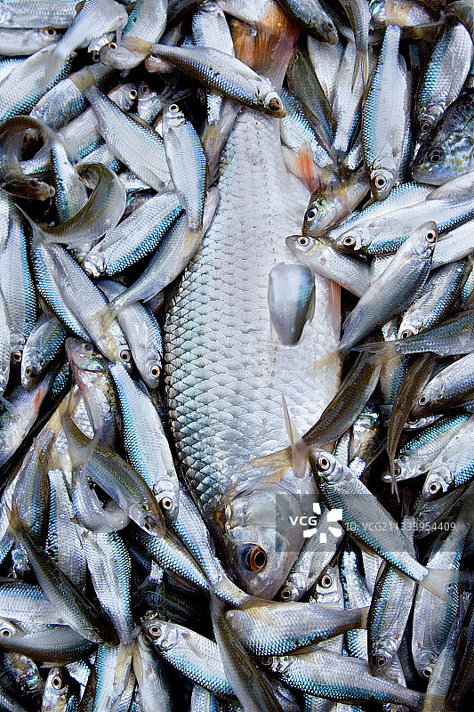 池塘补给图片素材