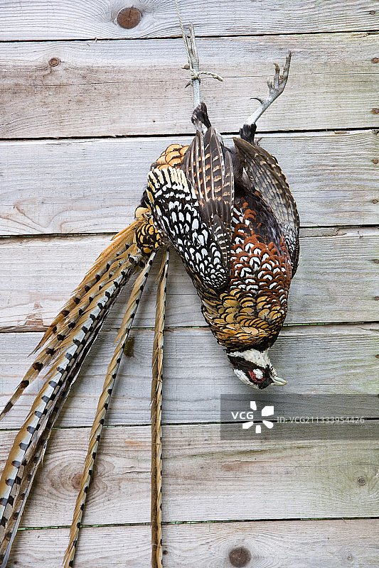 倒挂的长尾雉死体图片素材