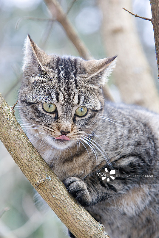 上莱茵省奥伯布吕克的森林里的虎斑猫图片素材