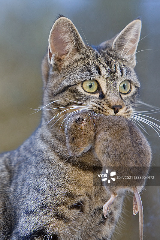 口衔田鼠的猫（上莱茵省）图片素材
