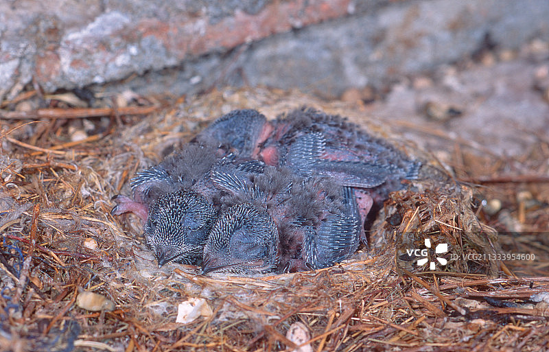 巢穴中的小雨燕图片素材
