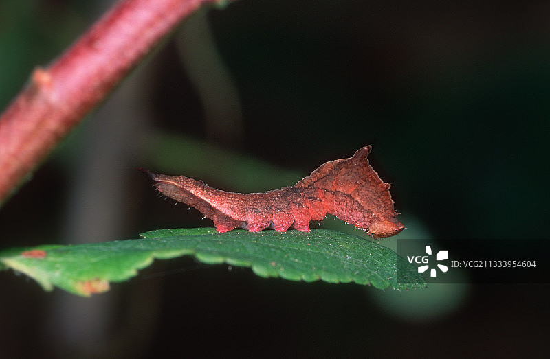 在叶子上移动的中国菜青虫图片素材