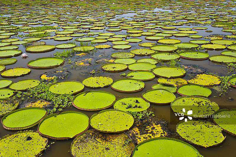 巨型王莲图片素材