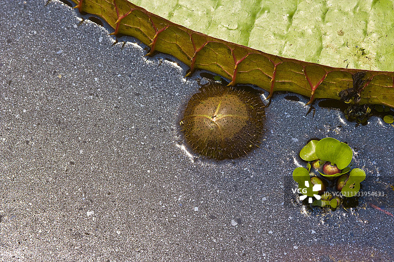 巨型王莲图片素材