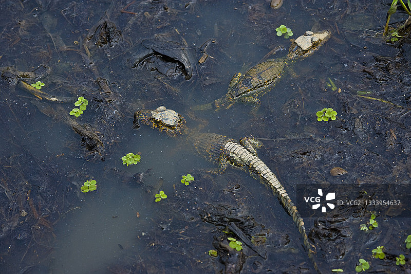 巴西潘塔纳尔湿地水生植物中的年轻凯门鳄图片素材