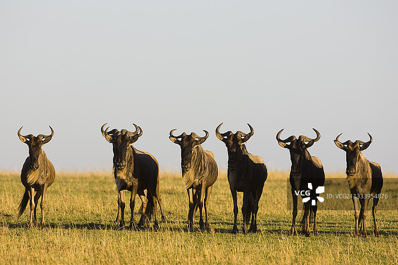 因有狮子出没而警惕的牛羚群，马赛马拉图片素材