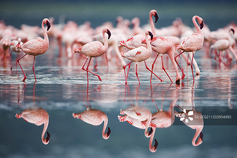 在肯尼亚纳库鲁湖水中行走的火烈鸟图片素材