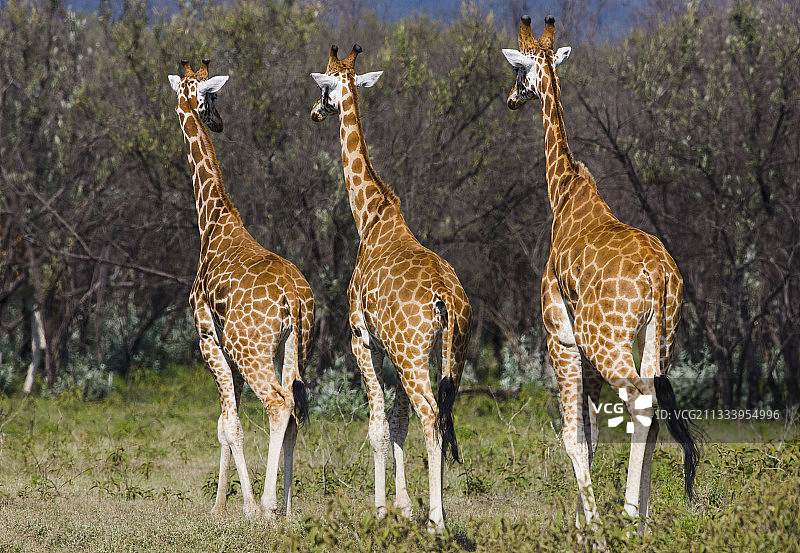 在肯尼亚纳库鲁湖边行走的罗斯柴尔德长颈鹿图片素材