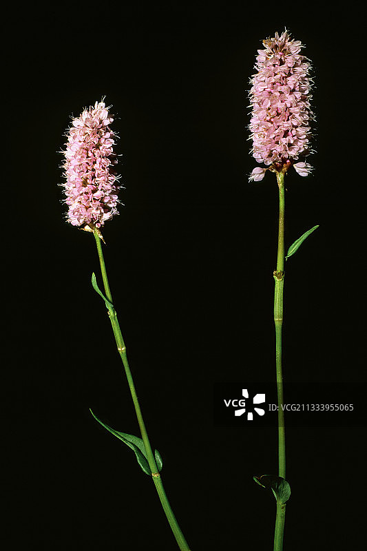 在黑色背景上的欧洲比斯托尔的花序图片素材