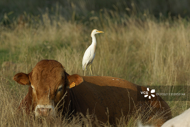 牛背鹭站在利木赞牛犊上图片素材