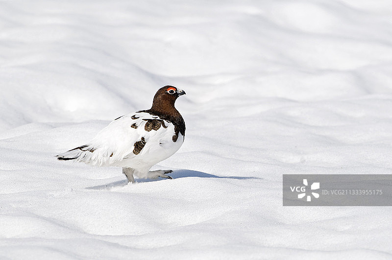 拉普兰春天里的柳雷鸟雄鸟图片素材