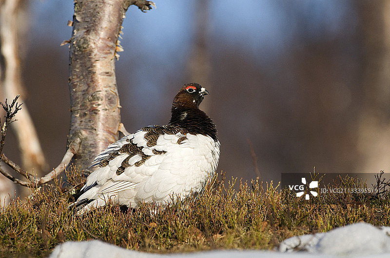 瑞典拉普兰的雄性雷鸟（春季）图片素材