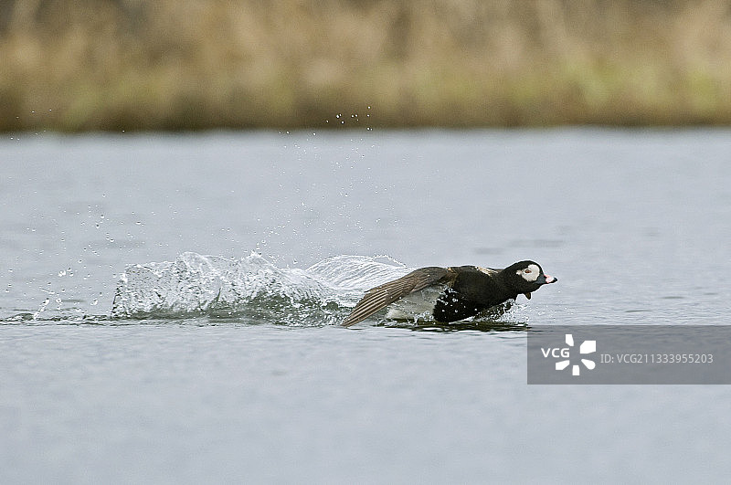 弧形机翼在水面降落时发出响声图片素材