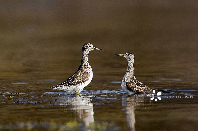 两人在打斗后面对面，右侧占优势图片素材