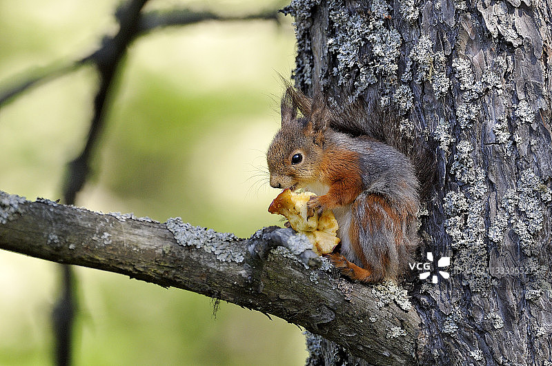 换毛的欧亚红松鼠啃食苹果梗图片素材