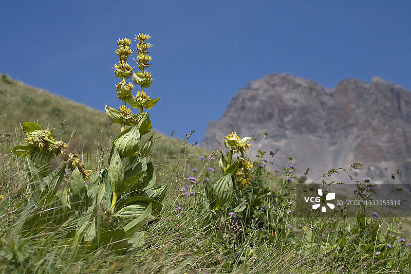 他的收藏品受到管制。这种植物的根被用于制造烈酒和酒精图片素材