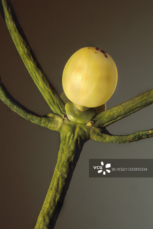 欧洲槲寄生果实图片素材