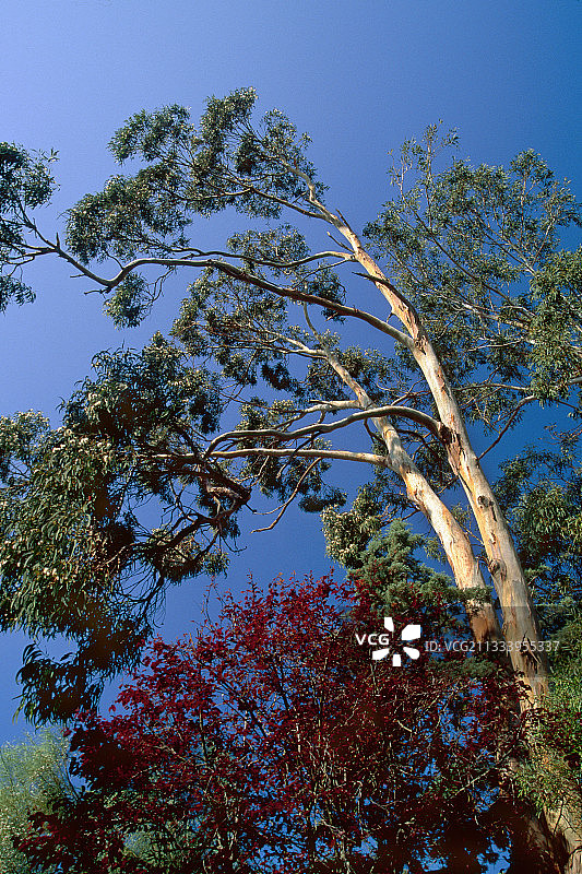 西班牙卡莱利亚德帕拉夫鲁赫尔蓝天下的桉树图片素材