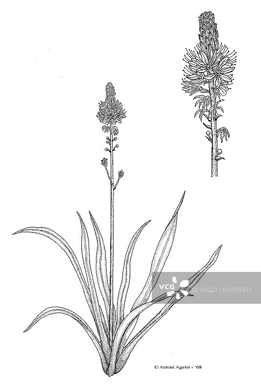 印度墨水绘制边缘地衣图片素材
