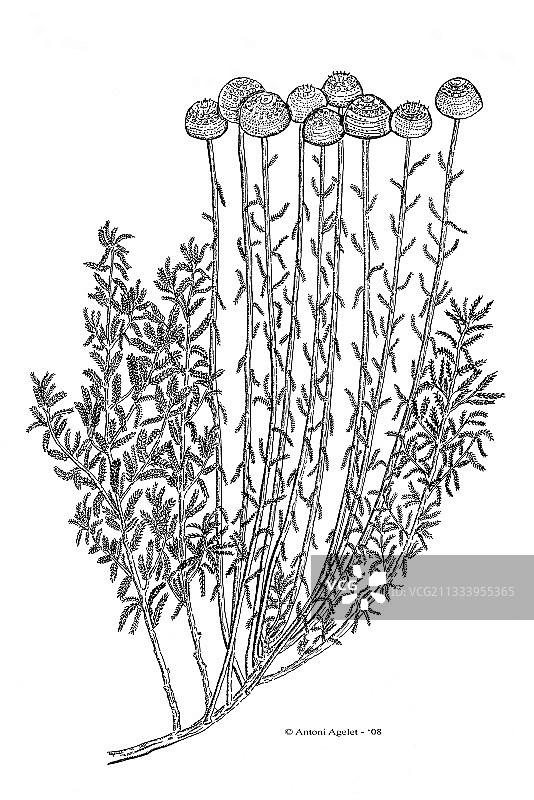 印度墨水绘制的盛开薰衣草棉图片素材