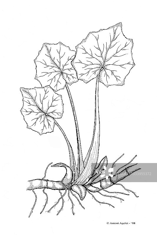 款冬叶和根茎的印度墨水画图片素材