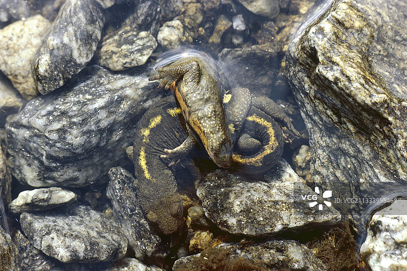 比利牛斯山溪蝾螈联轴器，安道尔图片素材